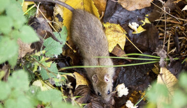 Rotat liikkuvat siellä, missä ne voivat saada ruokaa.