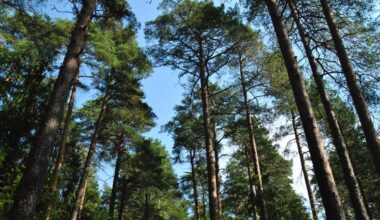 Pyynikin luonnonsuojelualue [Tampereen kaupunki - Luonto ja ympäristö - Luonnonsuojelu