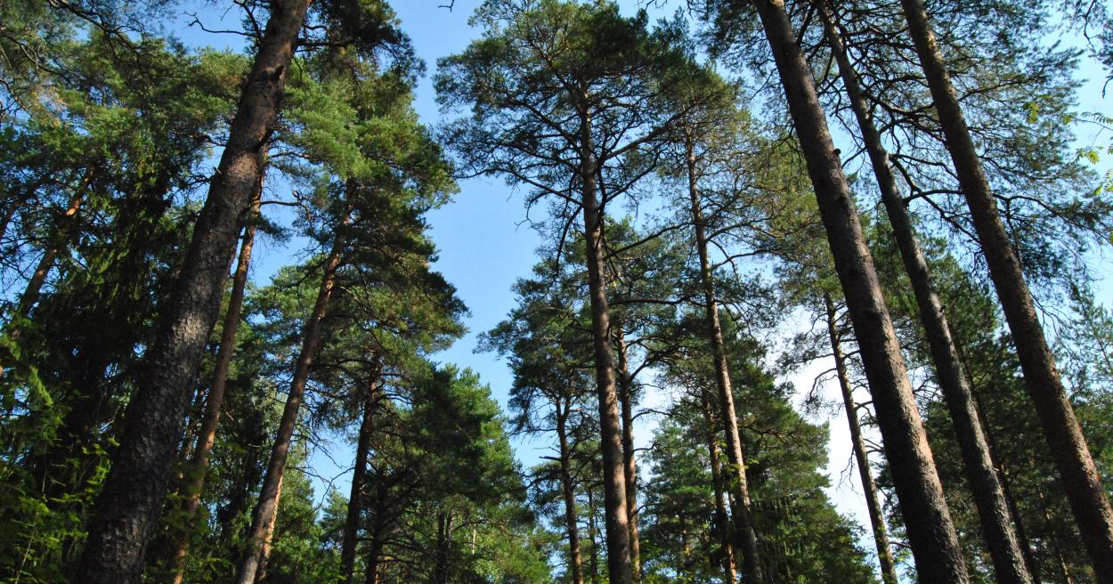 Pyynikin luonnonsuojelualue [Tampereen kaupunki - Luonto ja ympäristö - Luonnonsuojelu