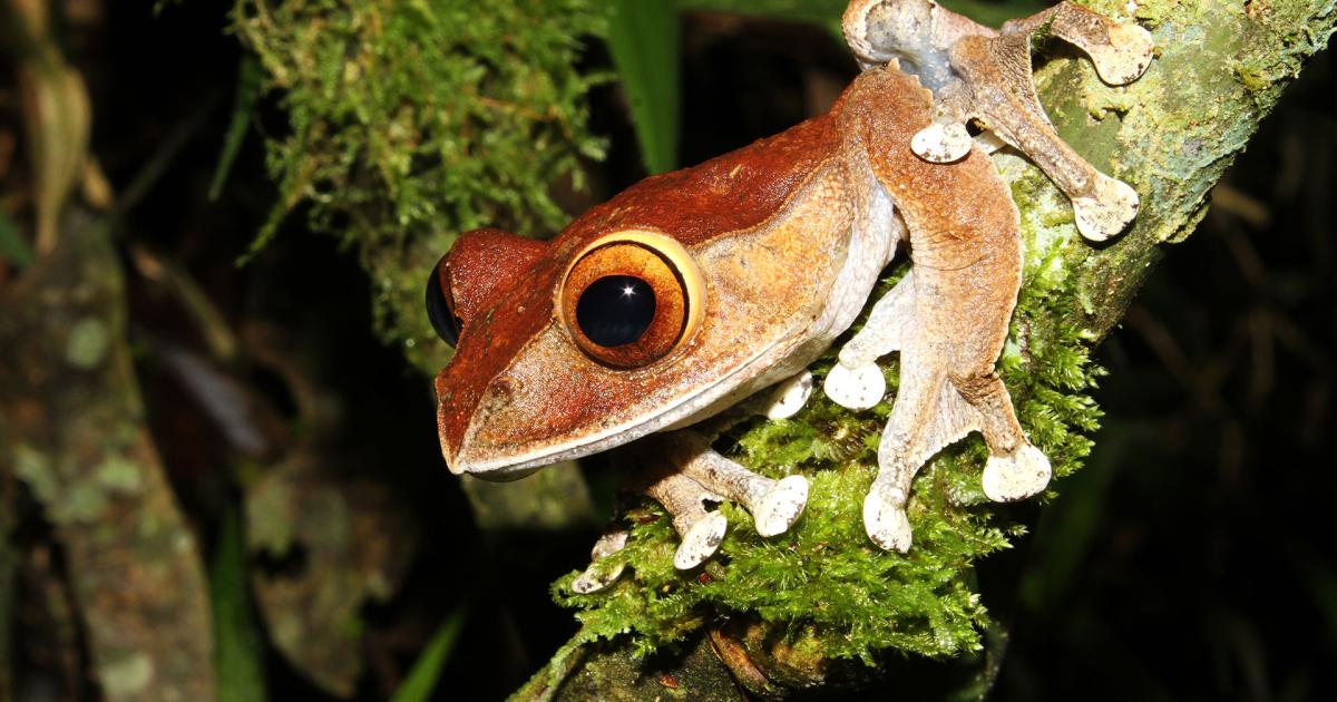 Madagaskarin edellinen vallankaappaus romautti luonnonsuojelun — kuinka nykymellakat vaikuttavat saaren ainutlaatuiseen lajistoon?