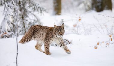 Ihmisille vaaraa aiheuttanut ilves lopetettiin: "Yksilön käytös on ollut poikkeavaa"