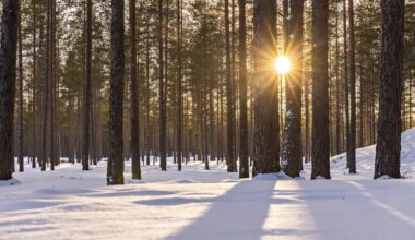 KaSi -maaseutupalveluiden uutiskirje 2 / 2026