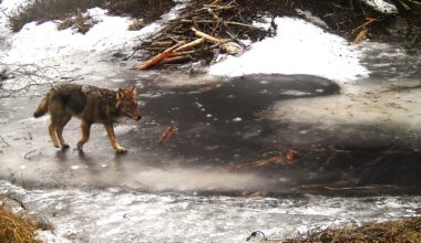Susien kaatolupia on jäljellä Kainuussa vielä muutama