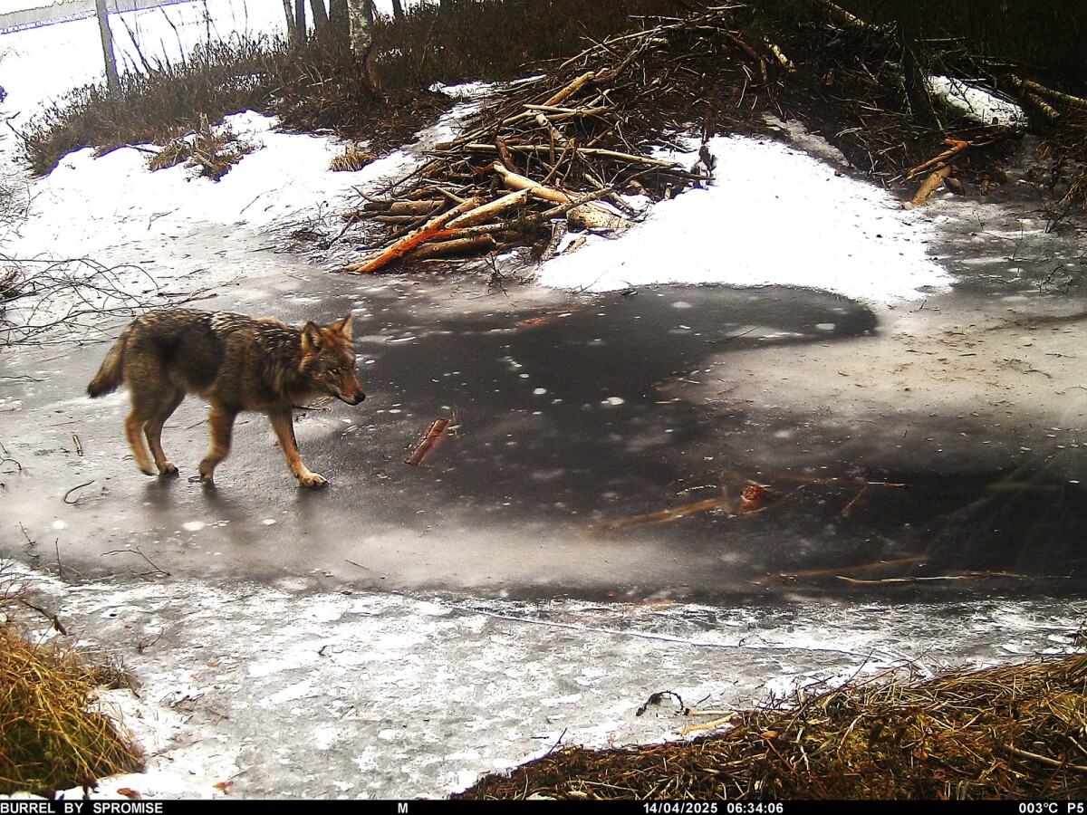 Susien kaatolupia on jäljellä Kainuussa vielä muutama