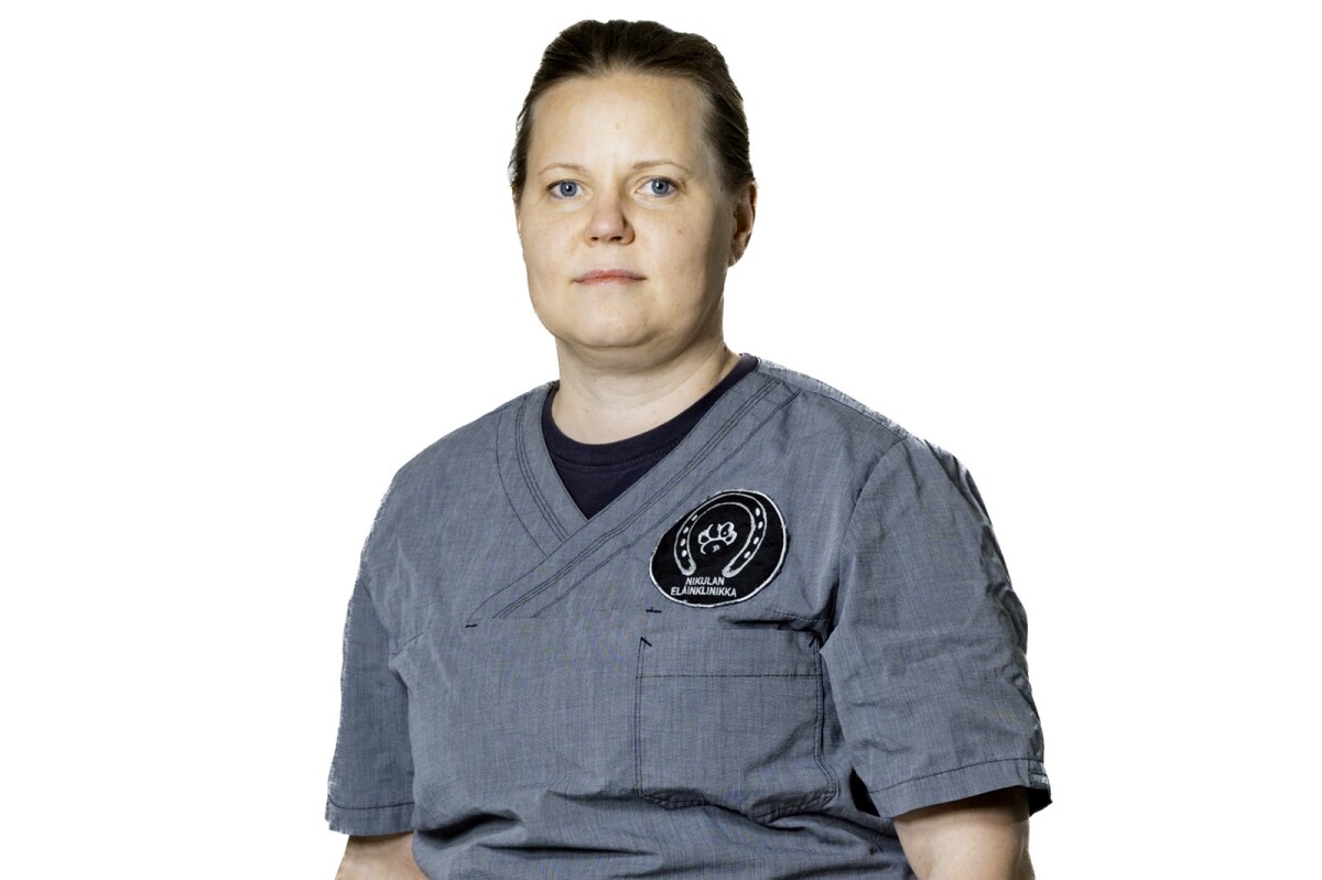 Eläinlääkäri: Kaviokuumeen oireisiin pitää reagoida heti