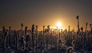 Ylivieskan kameraseuran joulukuun kuvassa talvinen auringonkukkapelto