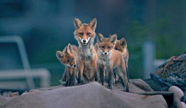 Hämärä luonto -dokumenttisarja avaa ikkunan öiseen luontoon – Luontokuvaaja Konsta Punkka kuvaa kettuja ja sokea hieroja äänittää lintujen ääniä