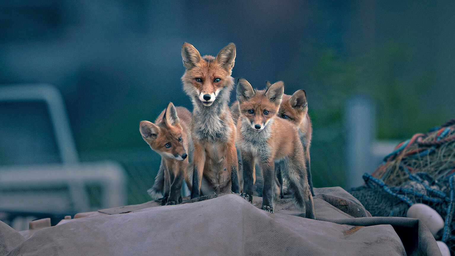Hämärä luonto -dokumenttisarja avaa ikkunan öiseen luontoon – Luontokuvaaja Konsta Punkka kuvaa kettuja ja sokea hieroja äänittää lintujen ääniä