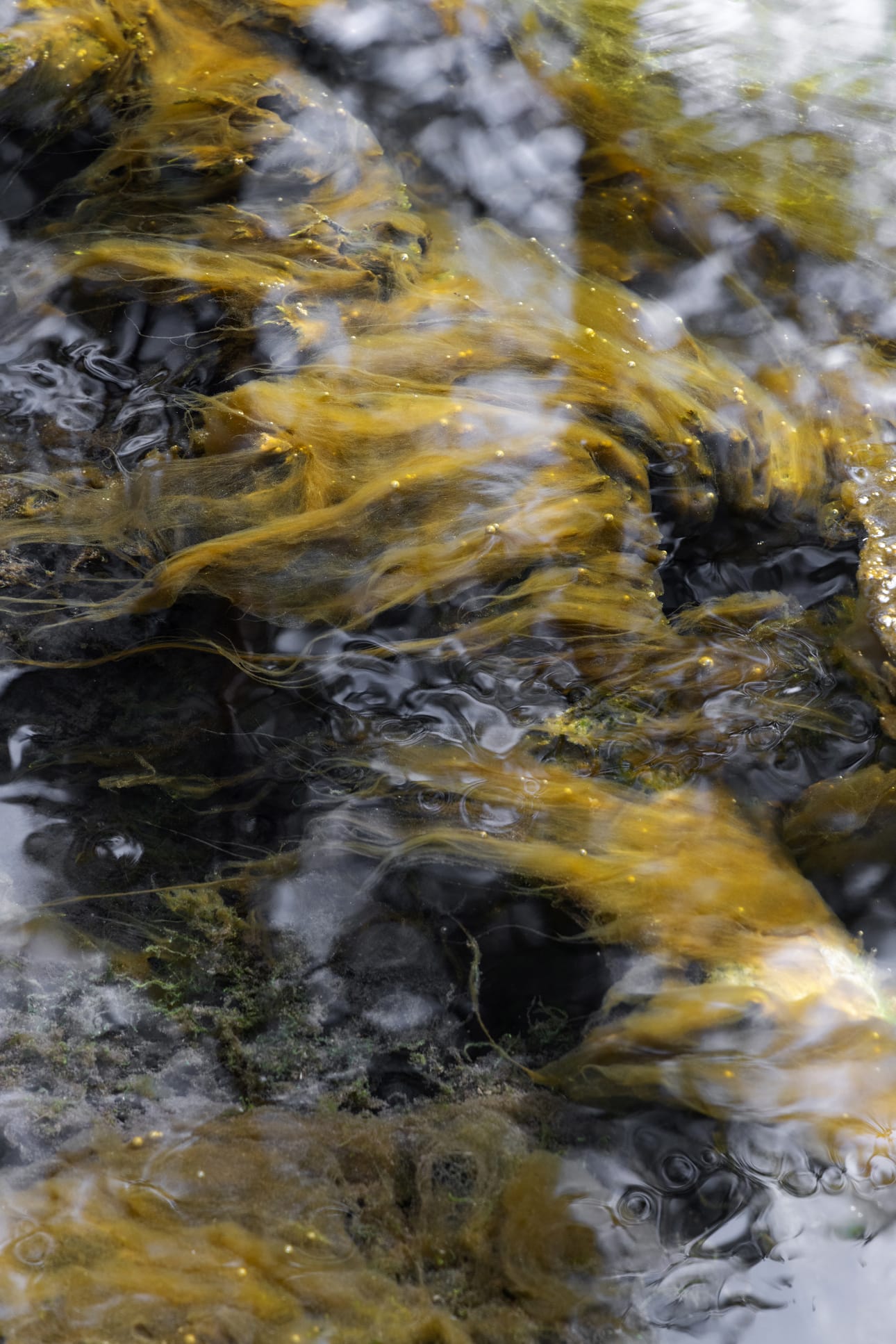 Teija Soini korostaa, kuinka lähde on kasveille ja eliöille kuin toinen universumi.