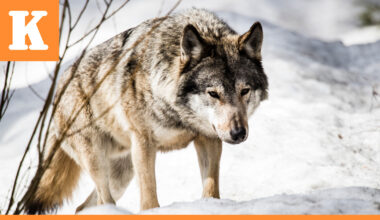 Sudenmetsästys päättyi Kainuussa – Pohjois-Pohjanmaalla vielä yksi kiintiösusi kaatamatta