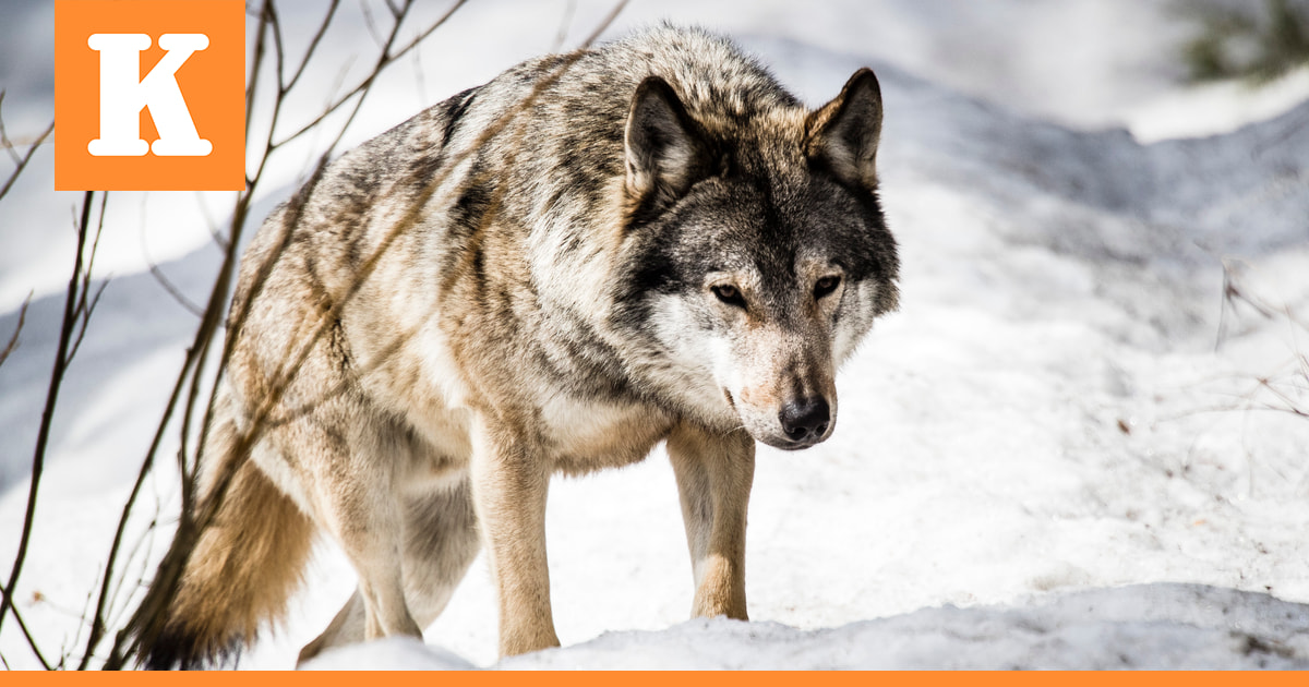 Sudenmetsästys päättyi Kainuussa – Pohjois-Pohjanmaalla vielä yksi kiintiösusi kaatamatta