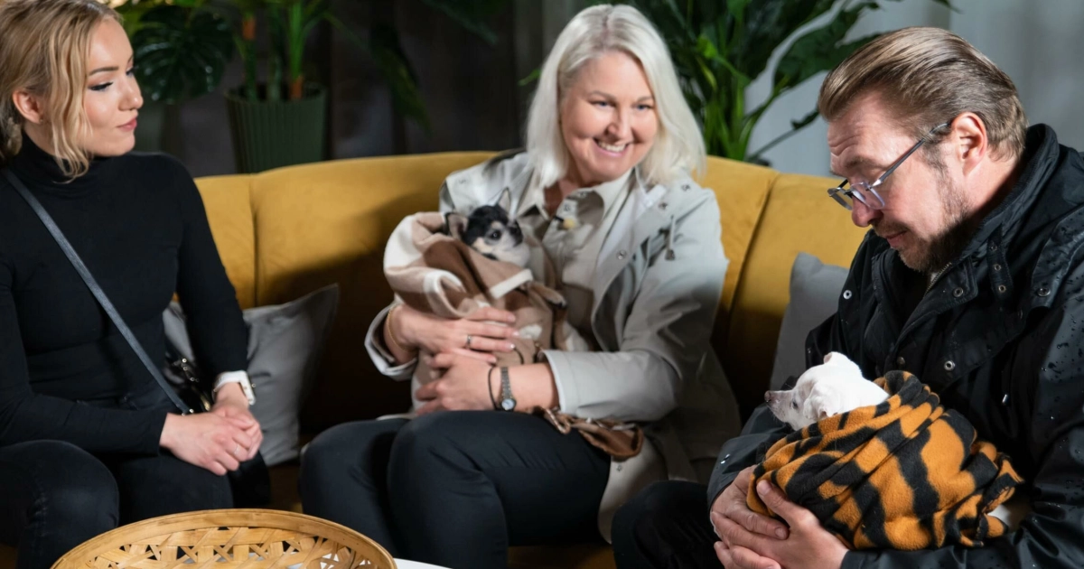 Koti koiralle -sarjan päätösjakso: Chihuahuat Eppu ja Pate – tunteikkaat kuulumiset