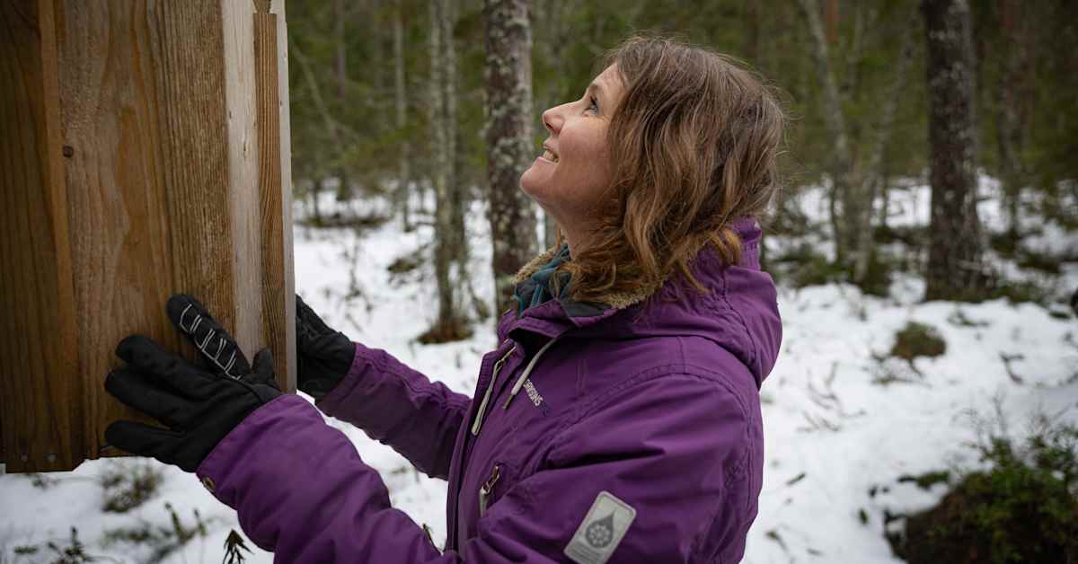 Suomen helmipöllöllä on oma murre, joka katoaa etelästä vanhojen metsien mukana | Kotimaa