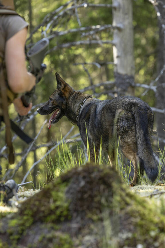 Vaikka Aspen ei ole aggressiivinen koira, se aiheuttaa kokelaille pelkoa ja kipua näykkiessään ja hyökkäillessään. Tilanne on ongelmallinen siitäkin syystä, että koiran purema voidaan katsoa rikosoikeudellisesti rangaistavaksi teoksi.