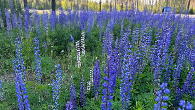 Lupiinikukat kukoistavat metsäisellä alueella tienvieressä.