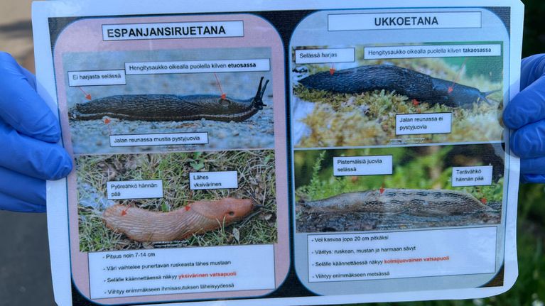 Kyltti kertoo ja opastaa mitä eroa on espanjansiruetanalla ja ukkoetanalla.