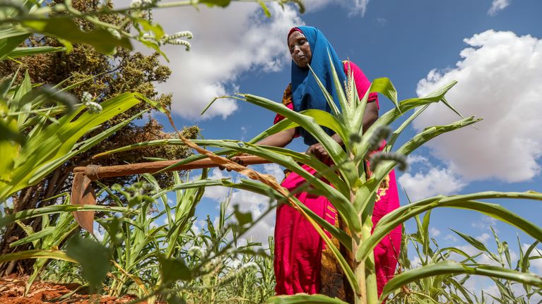 Nainen kuokkii maata maissipellolla Somaliassa.
