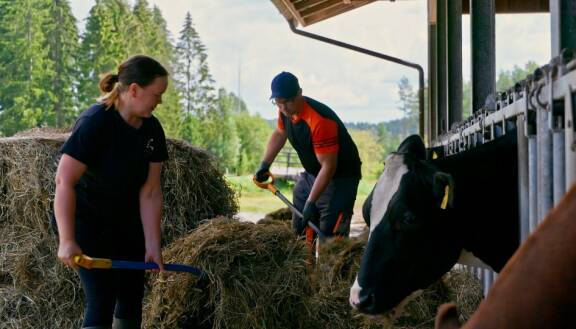 Tuomas ja Jonna joutuivat jo hyvissä ajoin ennen lapsen syntymää järjestämään maitotilalle lomittajat. Tilalla on 35 lypsävää lehmää.