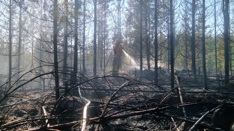 Palomies sammuttaa maastopaloa nuoressa metsässä. Kuvassa näkyy hiiltyneitä puita.
