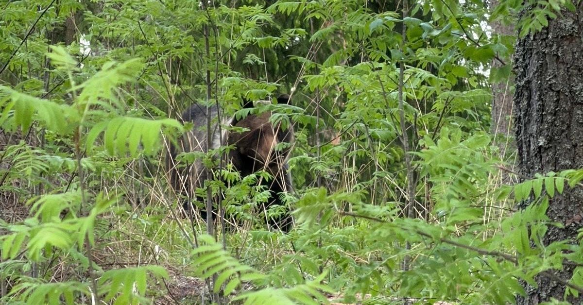 Kolme karhuperhettä majailee asutuksen läheisyydessä Leppävirralla – Asko Hiltunen kertoo, miten karhu hyökkäsi kohti | Pohjois-Savo