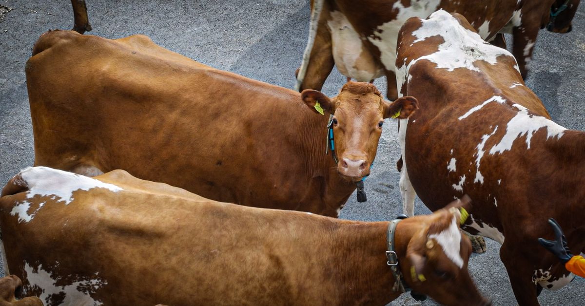 Uusi, kiistelty laskenta­menetelmä: Suomalaisen maidon hiilijalanjälki saattaakin olla puolet pienempi kuin luultiin | Kanta-Häme