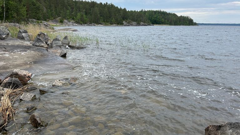 Rantakallioita, matalaa vettä ja vesikasveja järven rannalla, taustalla metsäinen niemi.