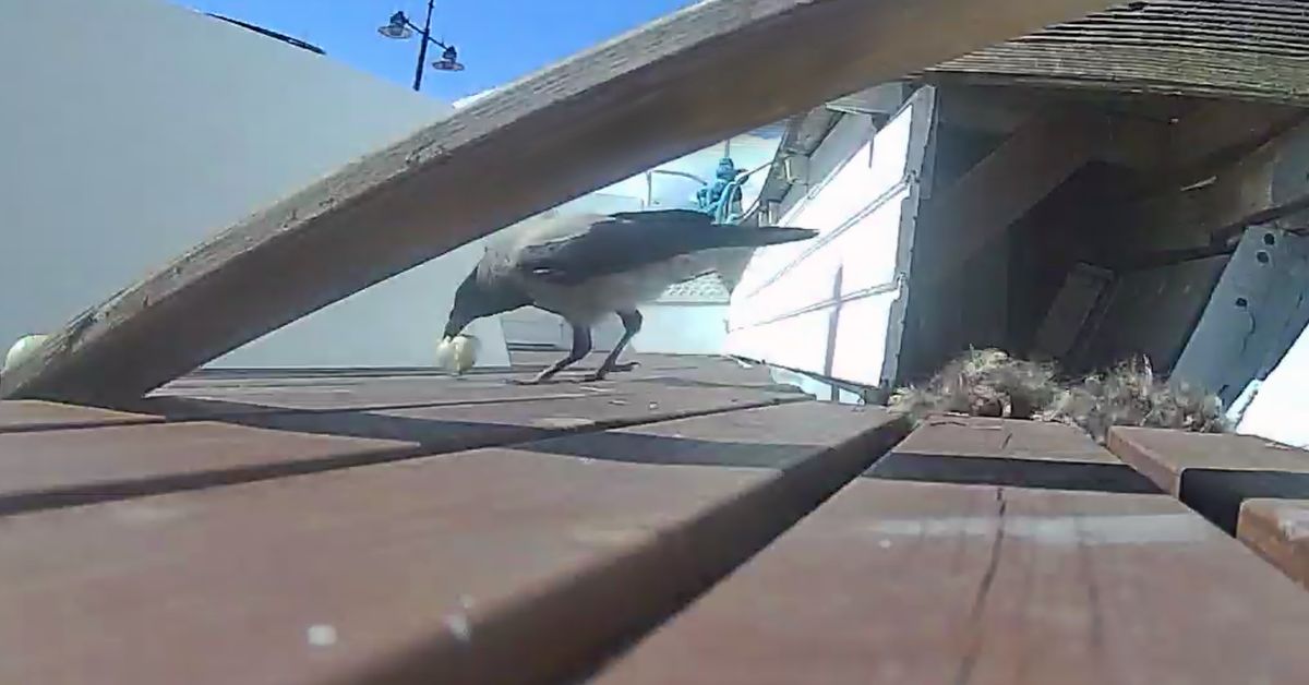 Siiri-sorsa teki pesän laivan kannelle, mutta varikset koituivat poikasten kohtaloksi – katso video murhe­näytelmästä | Päijät-Häme