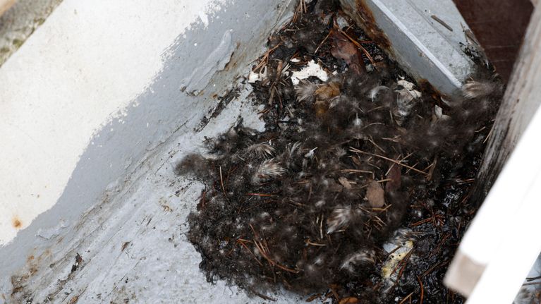 Sorsan tekemä pesä höyhenistä ja risuista laivan kannella.