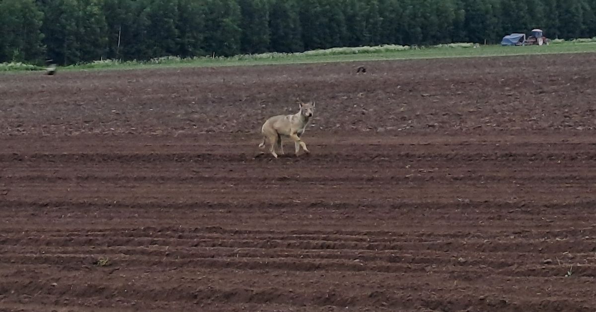Ainakin 15 lammasta raadeltu Mustasaaressa | Pohjanmaa