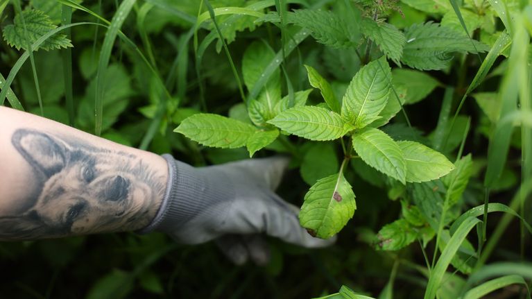 Jättipalsamin kitkemistä. Kuvassa vasemmalta tulee henkilön käsi, jossa puutarhahansikas ja koiratatuointi.