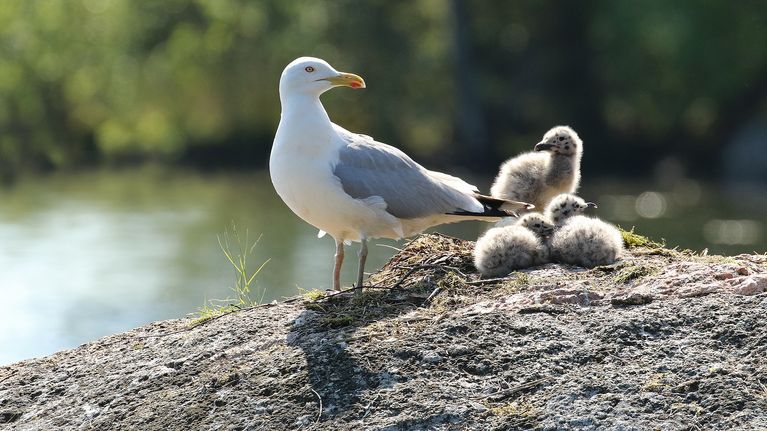 harmaalokkiemo kolmen poikasen kanssa