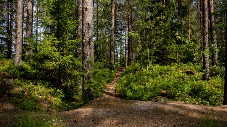 Hervannan metsäsurman tapahtumapaikka