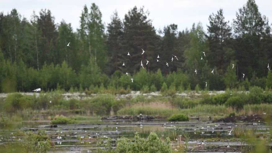 Kahlaajaparvi lentää kosteikon yllä. Taustalla näkyy pensaita ja puustoa.