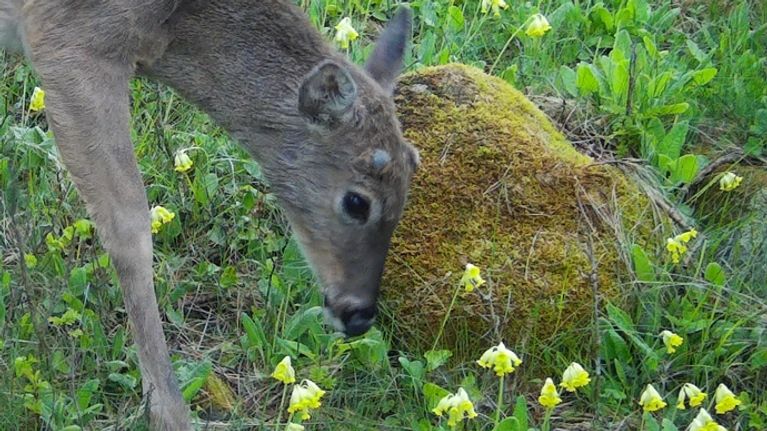 Valkohäntäpeura syö kukkia. Kukat ovat esikoita.