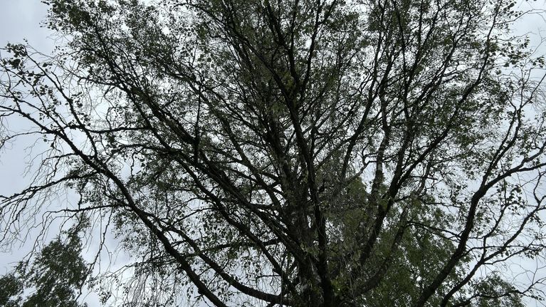 Lehtipuu, jossa on harvakseltaan oksia ja lehtiä, taustalla pilvinen taivas ja muita puita.