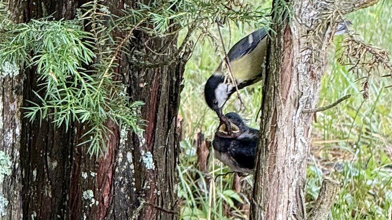 Talitiainen ruokkii haarapääskyn poikasta katajan oksassa.