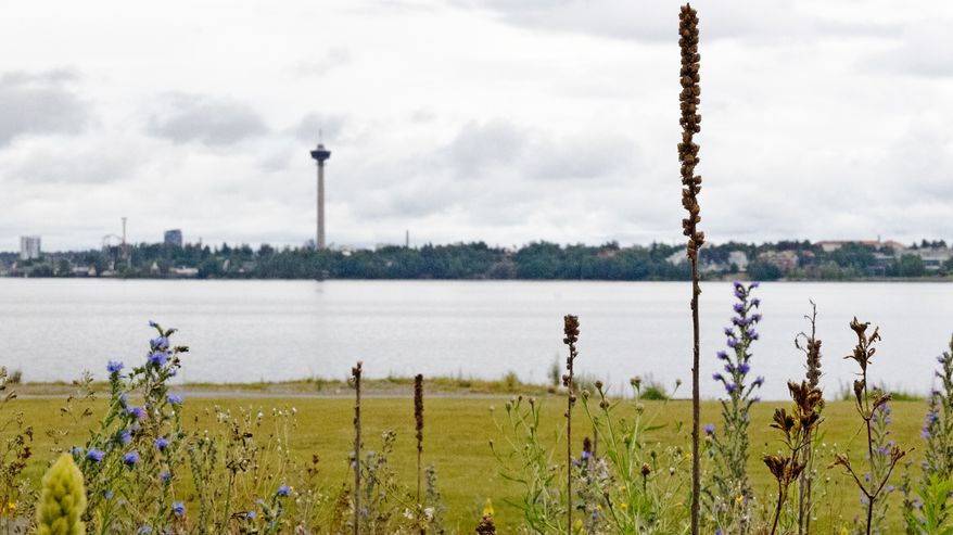 Niitty kukkii, taustalla Näsinneula.