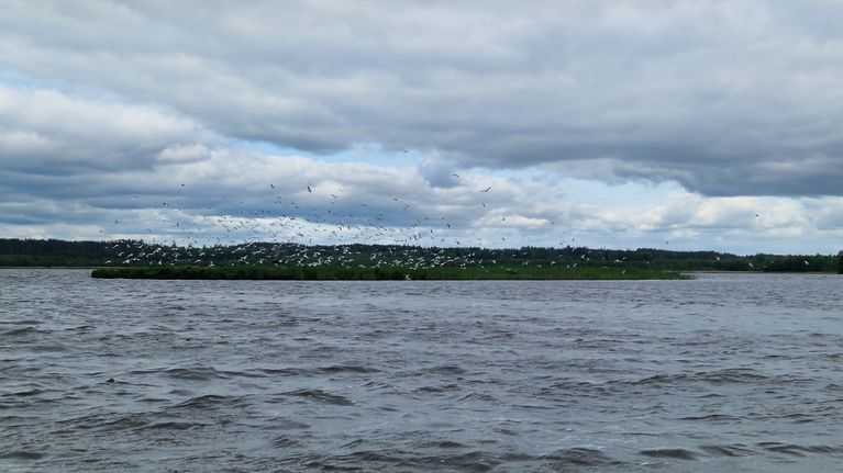 Vesistön yllä lentää suuri parvi lokkeja, taustalla näkyy matala, vehreä saari ja metsäinen rantaviiva.