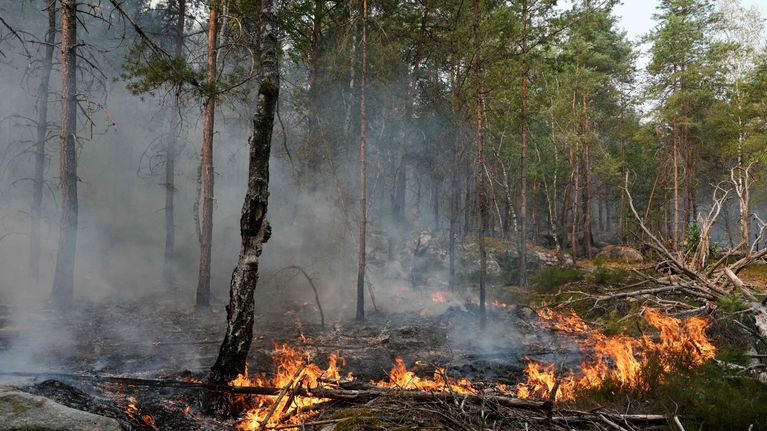Kuivaa maastoa ja metsää palaa Ranskassa.