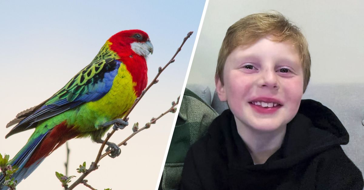 Seitsemän­vuotiaan viraalihitti on villinnyt Australian: ”Terapiaa, jota emme tienneet tarvitsemamme” | Uutisia lyhyesti