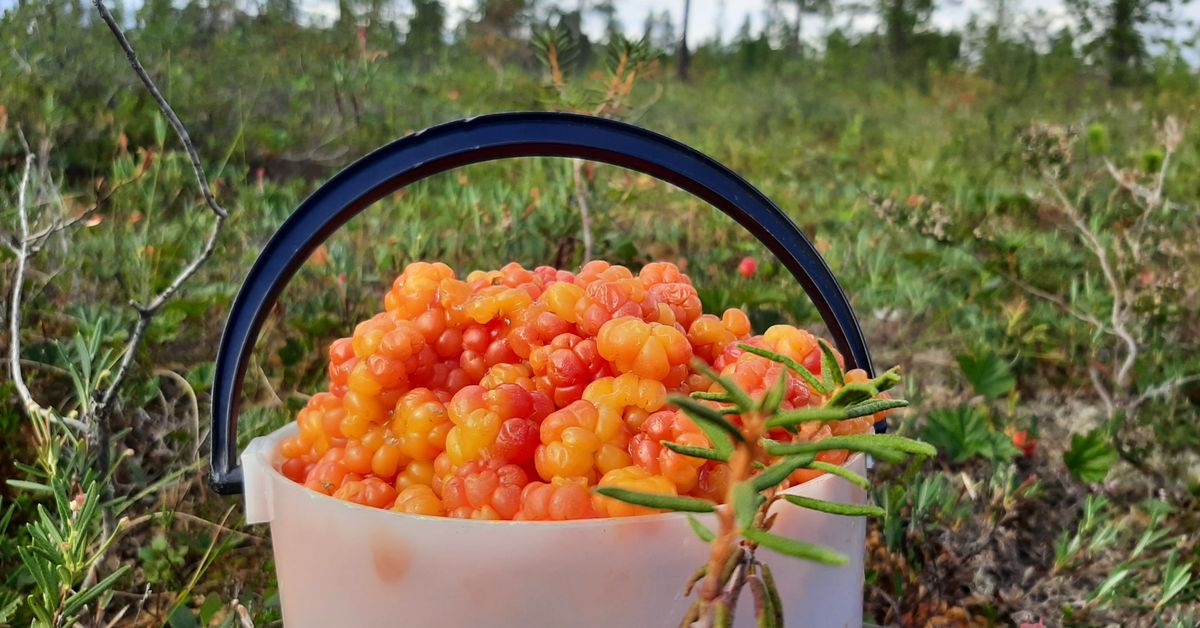 Vain himomarjastaja saa kaikki oikein tässä marjavisassa – testaa, tunnetko kotimaisten marjojen terveyshyödyt | Yle Luonto