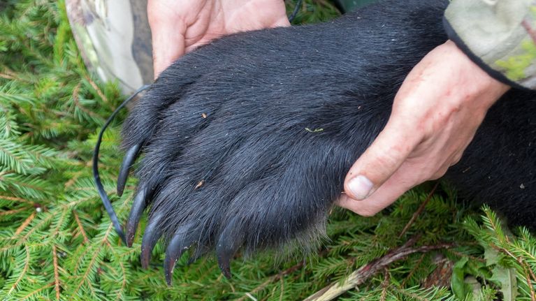 Metsästäjä nostaa kaksin käsin karhun tassua.