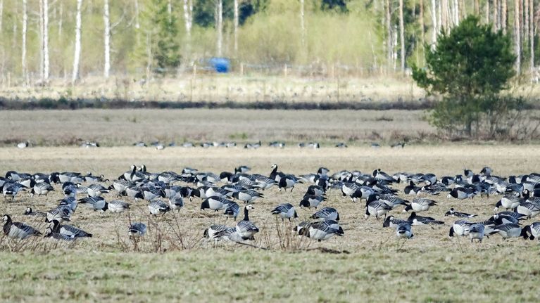 Valkoposkihanhia pellolla syömässä.