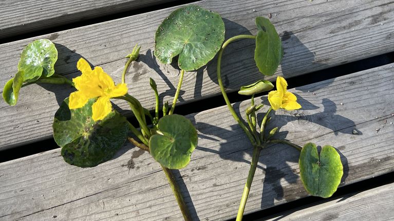 kUvassa näkyy, että keltalammikin lehti on samanmuotoinen kuin ulpukan mutta pienempi.