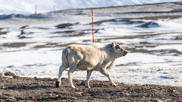 Svalbardin poro käyskentelemässä Huippuvuorilla Longyearbyenin lähistöllä.