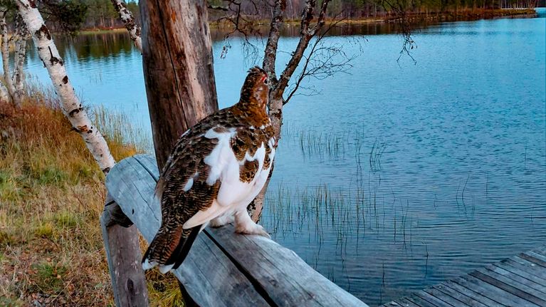 Riekko seisoo hirsisen terassikaiteen päällä ja katsoo järvelle. Taustalla syksyinen järvimaisema. Riekolla on osin kesä- ja osin talvihöyhenet yllään.