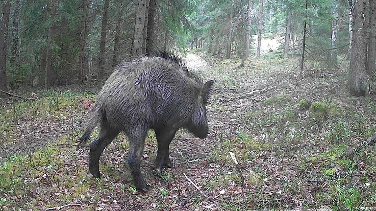 Ett vildsvin springer i en skog. Lite dimmigt väder. Skärmdump från en viltkameravideo. Djuret ses bakifrån.