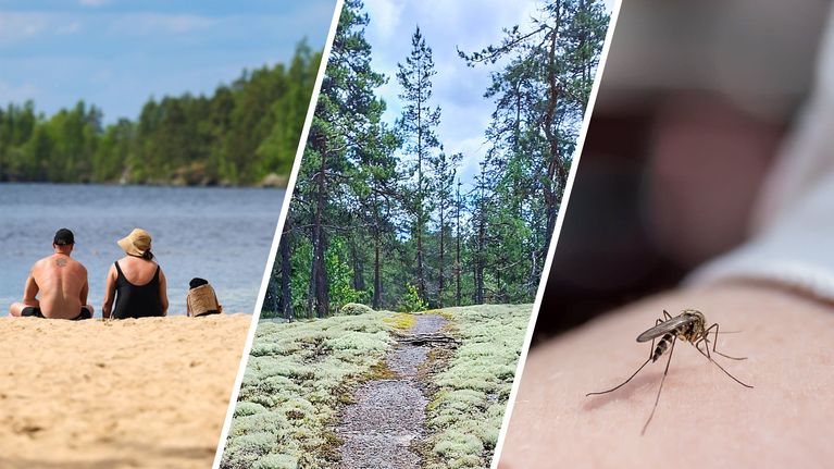 Kolme kuvaa vierekkäin. Vasemmalla kaksi ihmistä istuu uimarannalla. Keskellä metsän keskellä kallio, jossa jäkälää. Oikealla hyttynen iholla.