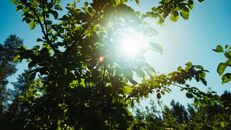 Auringonvalo loistaa vihreiden omenapuun lehtien läpi sinistä taivasta vasten, taustalla näkyy metsää.