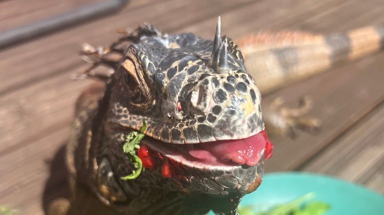 Iguaani Rexi syö lautaselta salaattia ulkona.